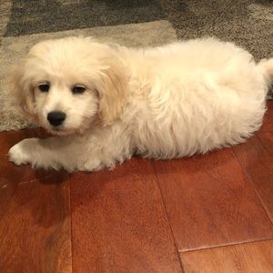 Meet your Posher, Molly